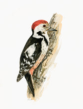 Indlæs billede til gallerivisning 10 fuglekort i A5