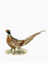 Indlæs billede til gallerivisning 10 fuglekort i A5