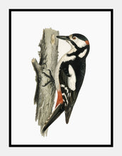 Indlæs billede til gallerivisning spætte | BRØDRENE VON WRIGHT - decoARTE