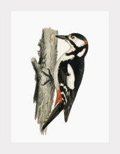 Indlæs billede til gallerivisning spætte | BRØDRENE VON WRIGHT - decoARTE