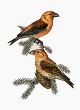 Indlæs billede til gallerivisning korsnæb | BRØDRENE VON WRIGHT - decoARTE