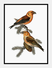 Indlæs billede til gallerivisning korsnæb | BRØDRENE VON WRIGHT - decoARTE