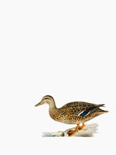 Indlæs billede til gallerivisning 10 fuglekort i A5