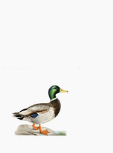 Indlæs billede til gallerivisning 10 fuglekort i A5