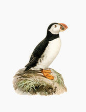 Indlæs billede til gallerivisning 10 fuglekort i A5