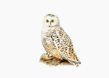 Indlæs billede til gallerivisning 10 fuglekort i A5