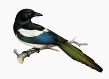 Indlæs billede til gallerivisning 10 fuglekort i A5