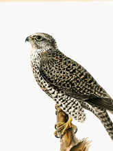 Indlæs billede til gallerivisning 10 fuglekort i A5