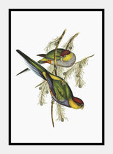 Indlæs billede til gallerivisning rødisset parakit | ELIZABETH GOULD - decoARTE