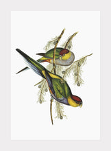 Indlæs billede til gallerivisning rødisset parakit | ELIZABETH GOULD - decoARTE