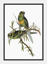 Indlæs billede til gallerivisning parakit | ELIZABETH GOULD - decoARTE