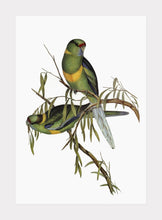 Indlæs billede til gallerivisning parakit | ELIZABETH GOULD - decoARTE