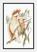 Indlæs billede til gallerivisning inkakakadu | ELIZABETH GOULD - decoARTE