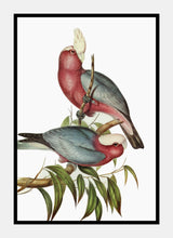 Indlæs billede til gallerivisning kakadu | ELIZABETH GOULD - decoARTE