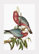 Indlæs billede til gallerivisning kakadu | ELIZABETH GOULD - decoARTE
