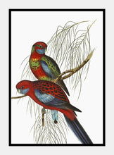 Indlæs billede til gallerivisning parakitter | ELIZABETH GOULD - decoARTE