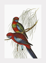 Indlæs billede til gallerivisning parakitter | ELIZABETH GOULD - decoARTE