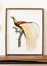 Indlæs billede til gallerivisning kejserparadisfugl | JACQUES BARRABAND - decoARTE