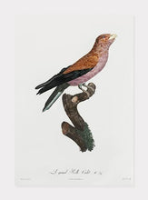 Indlæs billede til gallerivisning ellekrage | JACQUES BARRABAND - decoARTE