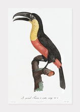 Indlæs billede til gallerivisning grønnæbet toucan | JACQUES BARRABAND - decoARTE