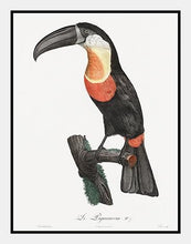 Indlæs billede til gallerivisning grønnæbet toucan | JACQUES BARRABAND - decoARTE