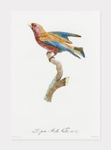 Indlæs billede til gallerivisning ung lillabrystet ellekrage | JACQUES BARRABAND - decoARTE