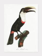 Indlæs billede til gallerivisning toco toucan | JACQUES BARRABAND - decoARTE