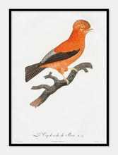 Indlæs billede til gallerivisning rød klippehale | JACQUES BARRABAND - decoARTE