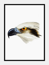 Indlæs billede til gallerivisning hvidhovedet fiskeørn | ELIZABETH GOULD - decoARTE