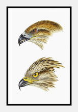 Indlæs billede til gallerivisning sort glente | ELIZABETH GOULD - decoARTE