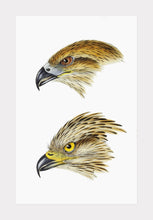 Indlæs billede til gallerivisning sort glente | ELIZABETH GOULD - decoARTE