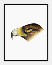 Indlæs billede til gallerivisning kilehaleørn | ELIZABETH GOULD - decoARTE