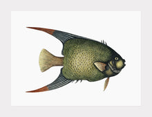 Indlæs billede til gallerivisning englefisk  |  MARK CATESBY - decoARTE