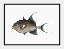 Indlæs billede til gallerivisning old wife fish  |  MARK CATESBY - decoARTE