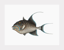 Indlæs billede til gallerivisning old wife fish  |  MARK CATESBY - decoARTE