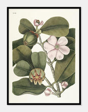 Indlæs billede til gallerivisning balsatræ | MARK CATESBY - decoARTE