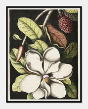 Indlæs billede til gallerivisning laurbærtræ | MARK CATESBY - decoARTE