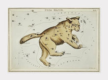 Indlæs billede til gallerivisning stjernebilleet storebjørn | SIDNEY HALL - decoARTE