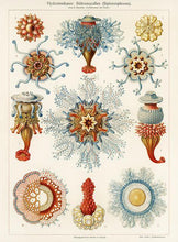 Indlæs billede til gallerivisning sødyr  |  ERNST HAECKEL - decoARTE