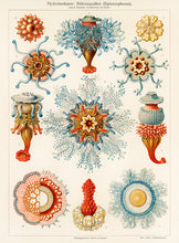 Indlæs billede til gallerivisning 10 Ernst Haeckel kort