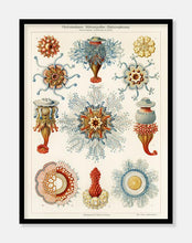 Indlæs billede til gallerivisning sødyr  |  ERNST HAECKEL - decoARTE