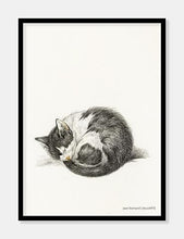 Indlæs billede til gallerivisning kat | JEAN BERNARD | DECOARTE - decoARTE