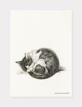 Indlæs billede til gallerivisning kat | JEAN BERNARD | DECOARTE - decoARTE