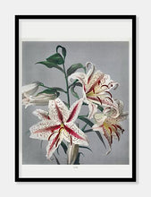 Indlæs billede til gallerivisning lilje | OGAWA KAZUMASA - decoARTE