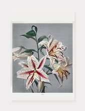 Indlæs billede til gallerivisning lilje | OGAWA KAZUMASA - decoARTE
