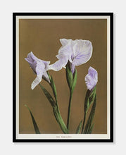 Indlæs billede til gallerivisning iris | OGAWA KAZUMASA - decoARTE