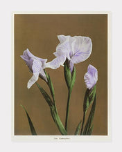 Indlæs billede til gallerivisning iris | OGAWA KAZUMASA - decoARTE