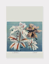 Indlæs billede til gallerivisning lilje | OGAWA KAZUMASA - decoARTE