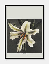 Indlæs billede til gallerivisning lilje | OGAWA KAZUMASA - decoARTE
