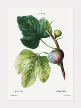 Indlæs billede til gallerivisning figen  |  PIERRE-JOSEPH REDOUTÉ - decoARTE